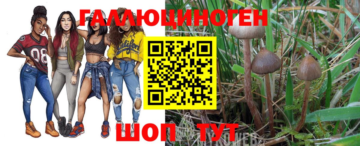 Псилоцибиновые грибы Psilocybine cubensis  Вход с VPN  Ставрополь 